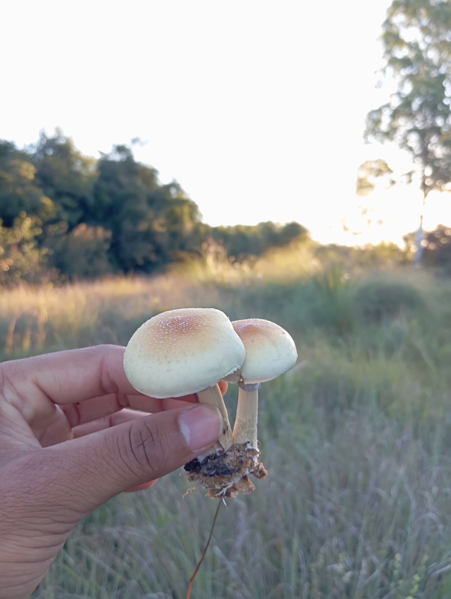 COGUMELO CUBENSIS PREÇO: QUAL O VALOR, O QUE INFLUENCIA E COMO SABER SE VALE A PENA?