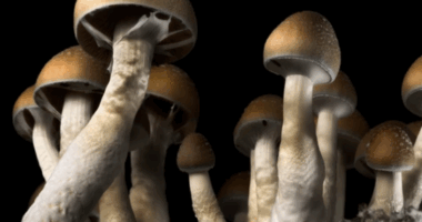 Cogumelos Mágicos Aliviam Depressão