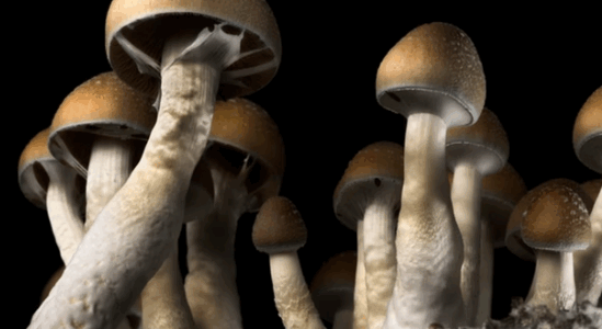 Cogumelos Mágicos Aliviam Depressão