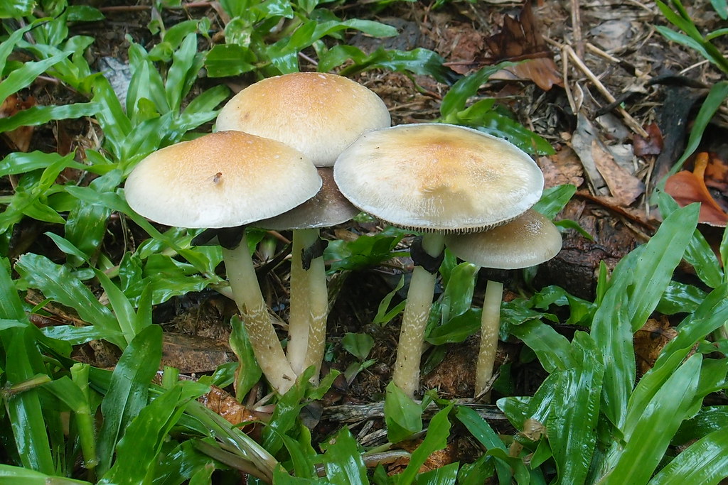 Cogumelos Mágicos Aliviam Depressão